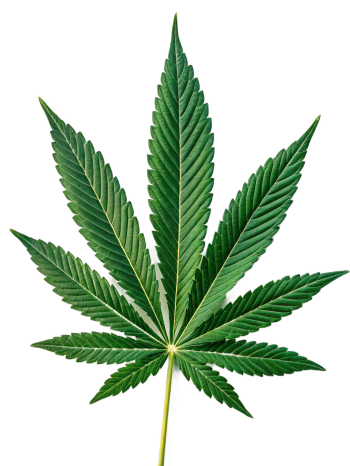 Marihuana, Cannabis, Hoja, Verde, Planta, Naturaleza, Hierba, Medicinal, Cáñamo, Botánica (1)